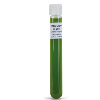Auxenochlorella (Chlorella) pyrenoidosa, Living