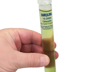 Chlorella, Living