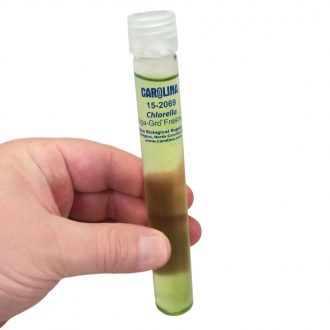 Chlorella, Living