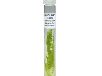 Chlorococcum hypnosporum, Bacteria-Free, Living