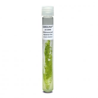 Chlorococcum hypnosporum, Bacteria-Free, Living