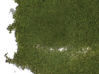 Chlorococcum hypnosporum, Living