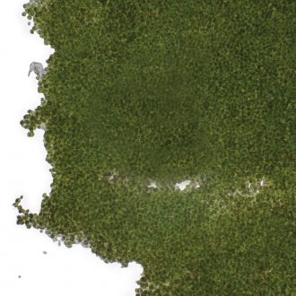 Chlorococcum hypnosporum, Living