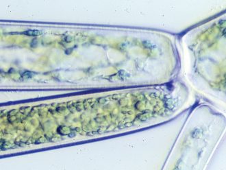 Cladophora, Living