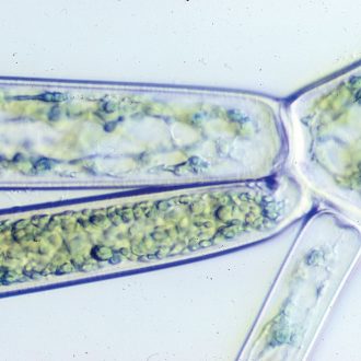 Cladophora, Living