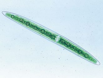 Closterium, Living