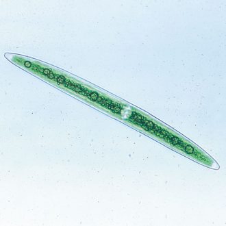 Closterium, Living