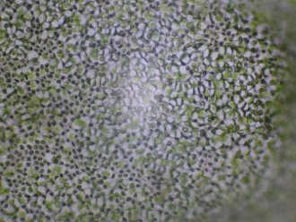 Enteromorpha, Living