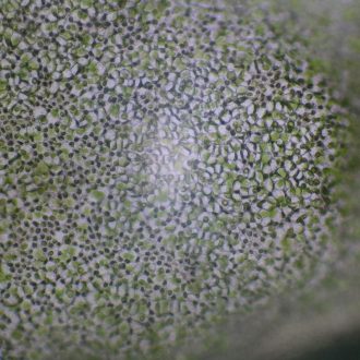 Enteromorpha, Living