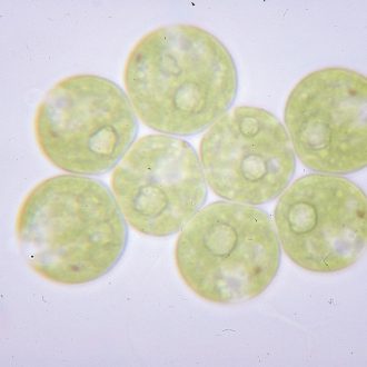 Gonium pectorale, Living