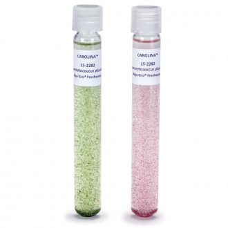 Haematococcus pluvialis, Living
