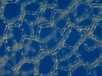 Hydrodictyon, Living