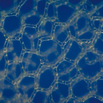 Hydrodictyon, Living