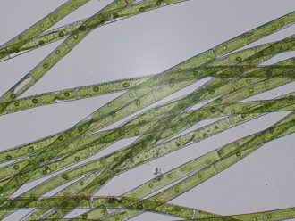 Microspora, Living