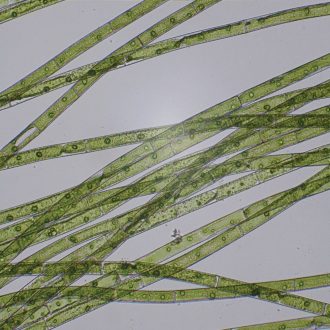 Microspora, Living