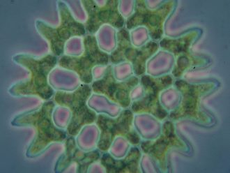 Pediastrum, Living