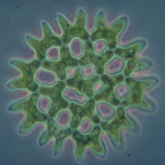 Pediastrum, Living
