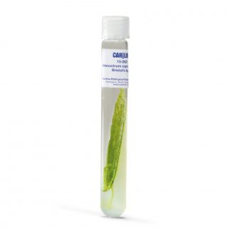 Selenastrum capricornutum, Bacteria-Free, Living