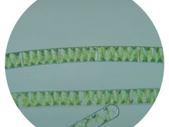 Spirogyra, Living