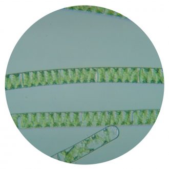 Spirogyra, Living