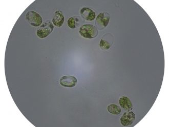 Tetraselmis, Living