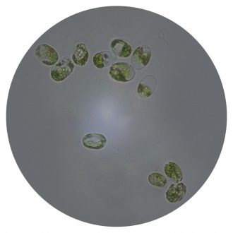 Tetraselmis, Living