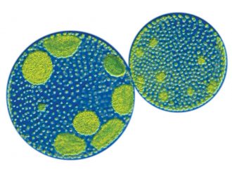 Volvox aureus, Living