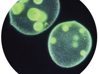 Volvox globator, Living, Tube