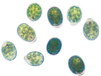 Euglena gracilis, Living