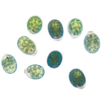 Euglena gracilis, Living