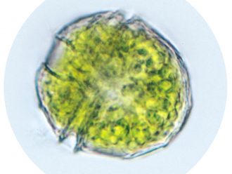 Peridinium, Living