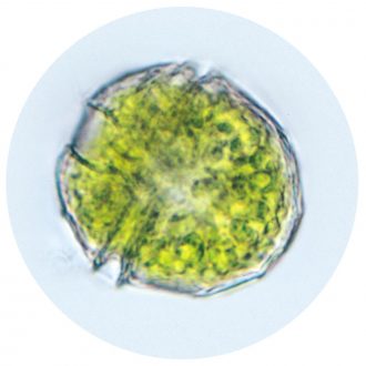 Peridinium, Living
