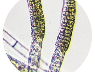 Ectocarpus, Living