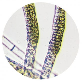 Ectocarpus, Living