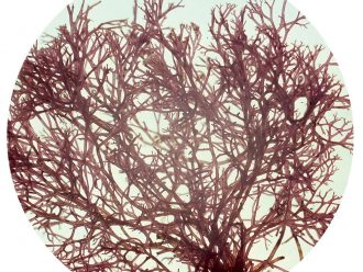 Polysiphonia, Living