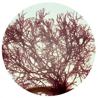 Polysiphonia, Living