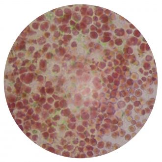 Porphyridium, Living