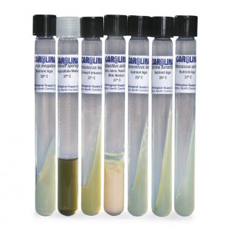 Gram-Positive Morphology Set, Living