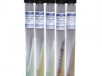 Gram Stain Comparison Set, Living