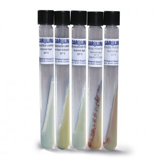 Gram Stain Comparison Set, Living