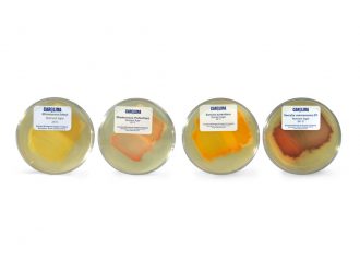 Pigmented Bacteria Set, Plate Cultures, Living