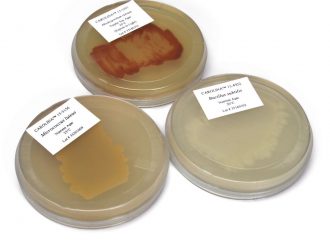 Introductory Bacteria Set, Living, Plate Cultures