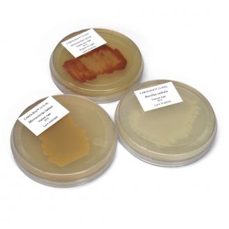 Introductory Bacteria Set, Living, Plate Cultures
