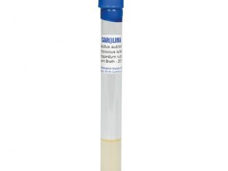Mixed Suspension of Introductory Bacteria, Living
