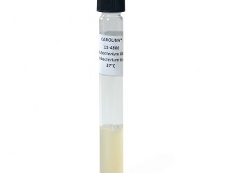 Halobacterium sp. NRC-1, Living, Tube