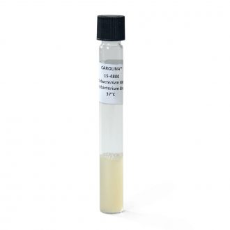 Halobacterium sp. NRC-1, Living, Tube