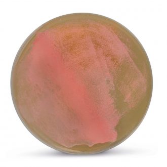Halobacterium sp. NRC-1, Living, Plate