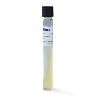 Aquaspirillum serpens, Living, Tube