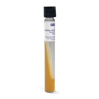 Bacillus stearothermophilus, Living, Tube