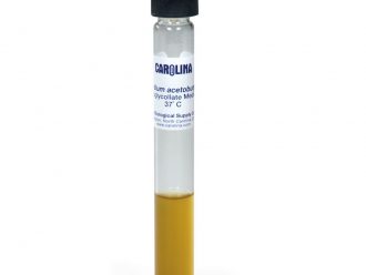 Clostridium acetobutylicum, Living, Tube